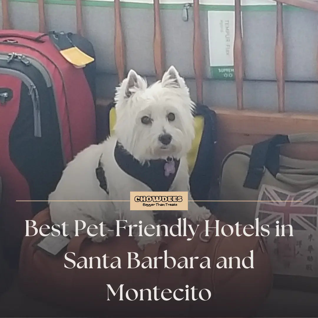 Chowdees Blog Best Pet-Friendly Hotels in Santa Barbara and Montecito: A Comprehensive Guide