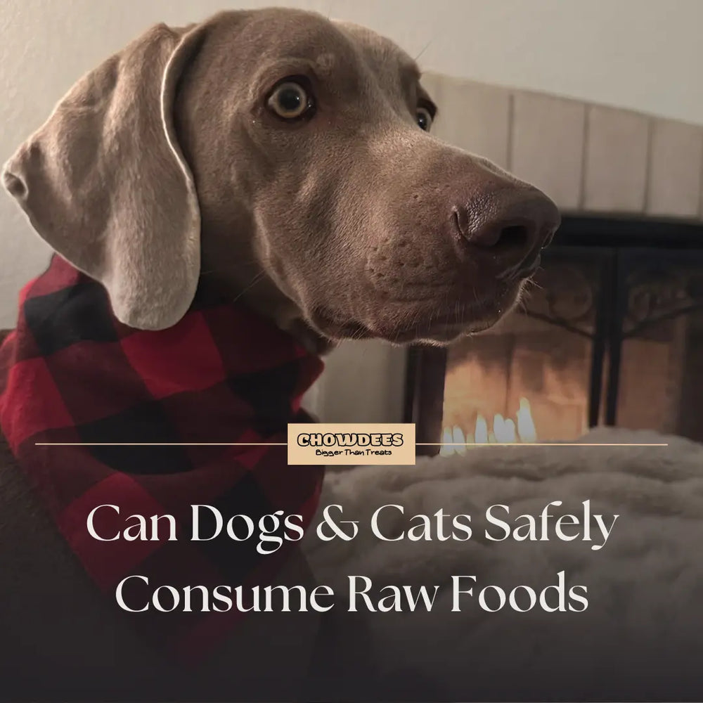 Can Dogs & Cats Safely Consume Raw Beef Liver & Other Raw Food?