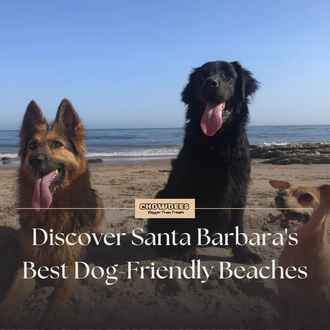 Chowdees Blog Discover Santa Barbara's Best Dog-Friendly Beaches