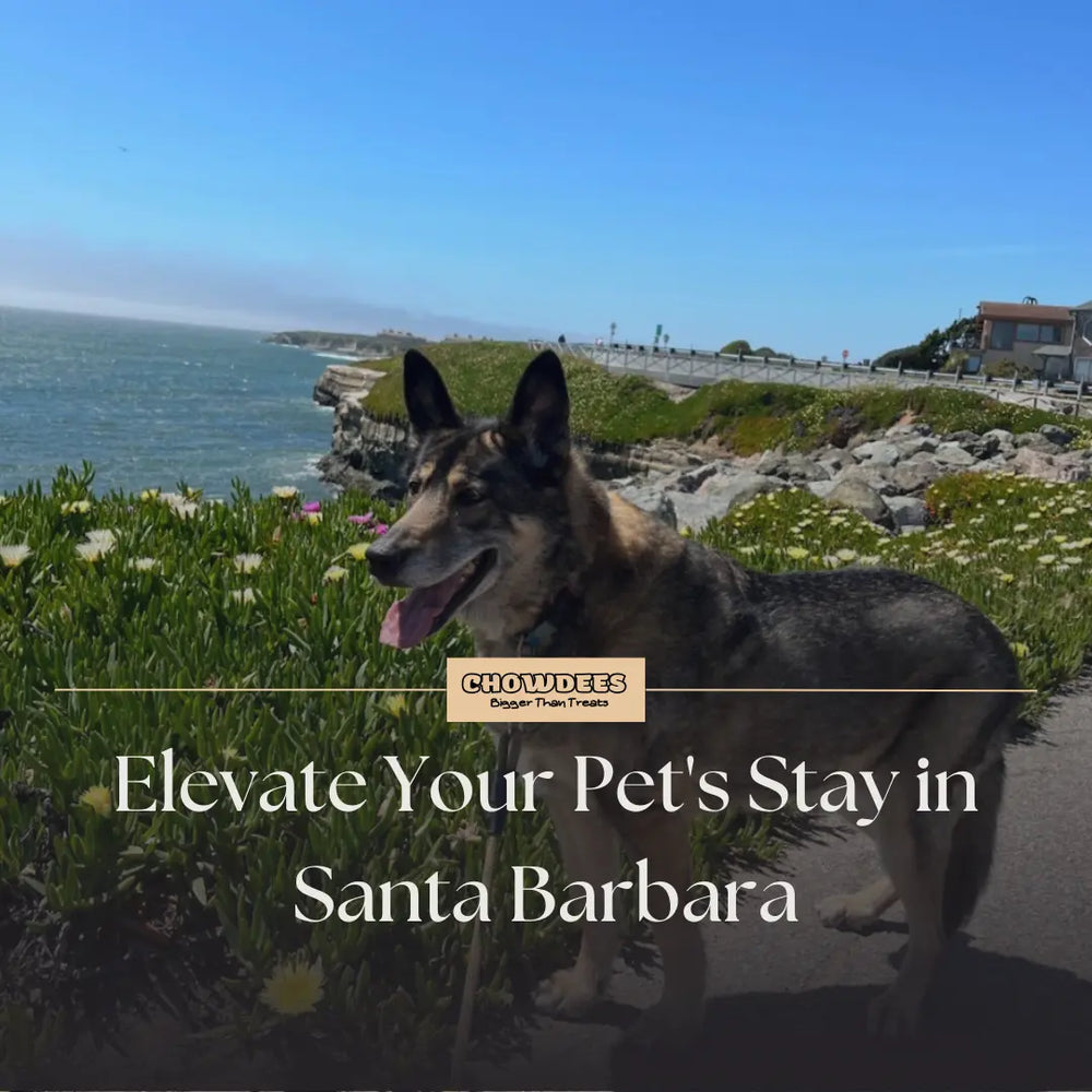 Chowdees Blog Elevate Your Pet's Stay in Santa Barbara: The Ultimate Guide to Pet Boarding Facilities