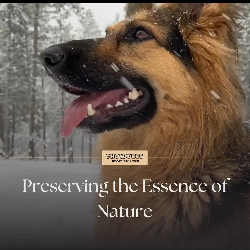 Chowdees Blog Preserving the Essence of Nature: Why We Choose Violet Glass for Our Organic Freeze-Dried Dog and Cat Treats