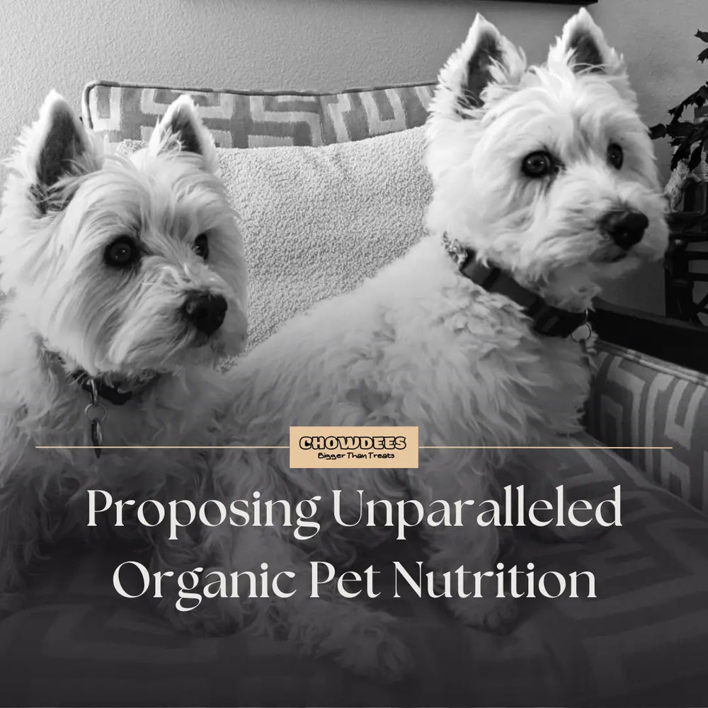 Chowdees Blog Proposing Unparalleled Organic Pet Nutrition: A Commitment to Well-being and the Planet