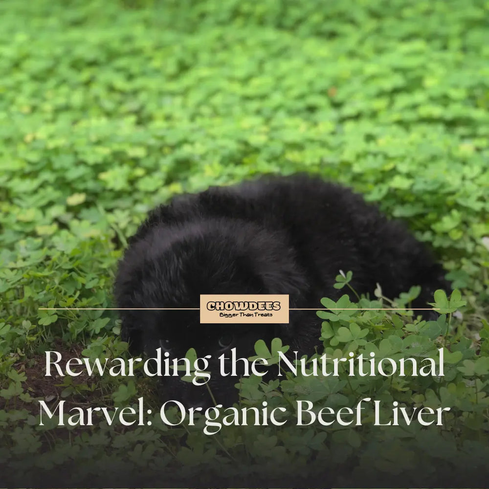 Chowdees Blog Rewarding the Nutritional Marvel: Organic Beef Liver Treats for Dogs and Cats Health Benefits and Safety