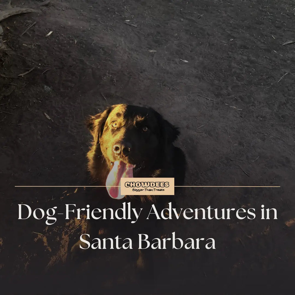 Chowdees Blog Unleash the Fun: Dog-Friendly Adventures in Santa Barbara